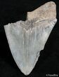 Partial Inch Megalodon Tooth - Sharp Serrations #2492-1